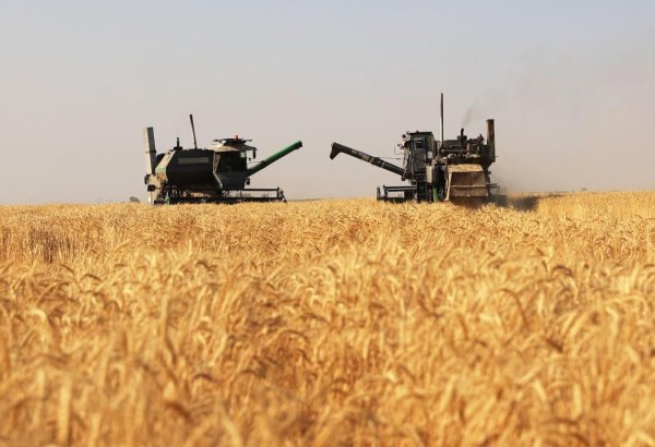 Agriculture output of Kazakhstan’s Abai region grows driven by livestock sector