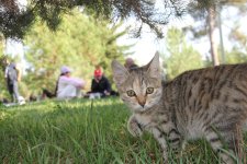 International Barbecue Festival concludes in Azerbaijan's Shamakhi (PHOTO)