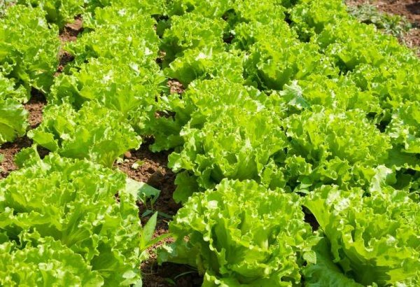Slovenia’s agricultural prices rise sharply in 8M2025