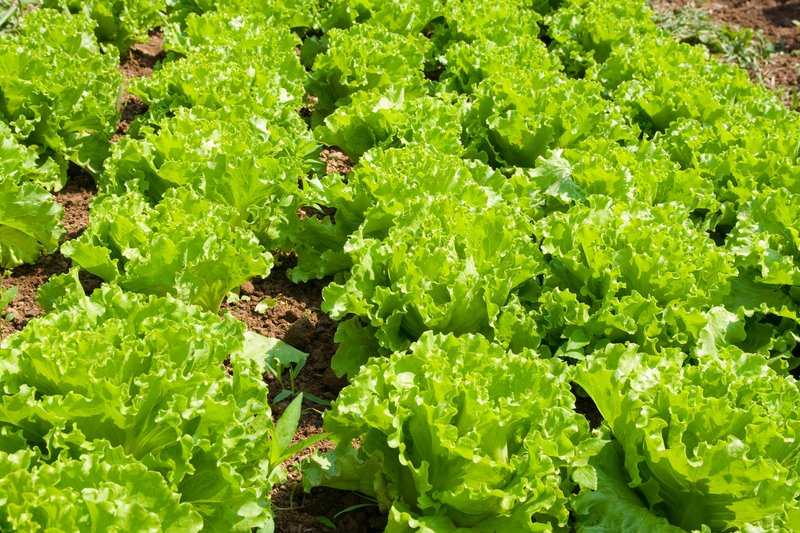 Slovenia’s agricultural prices rise sharply in 8M2025