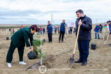 Baku Steel Company strengthens its contribution to environmental protection: about 3,000 trees planted (PHOTO)