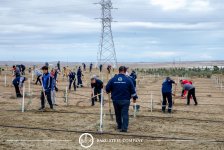 Baku Steel Company strengthens its contribution to environmental protection: about 3,000 trees planted (PHOTO)