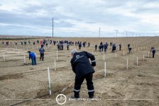 Baku Steel Company strengthens its contribution to environmental protection: about 3,000 trees planted (PHOTO)