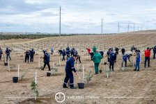 Baku Steel Company strengthens its contribution to environmental protection: about 3,000 trees planted (PHOTO)