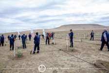 Baku Steel Company strengthens its contribution to environmental protection: about 3,000 trees planted (PHOTO)