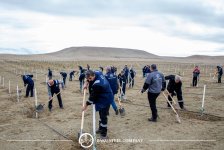 Baku Steel Company strengthens its contribution to environmental protection: about 3,000 trees planted (PHOTO)