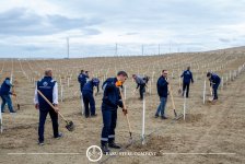 Baku Steel Company strengthens its contribution to environmental protection: about 3,000 trees planted (PHOTO)
