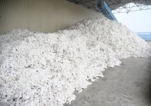 President Ilham Aliyev visits cotton processing plant in Sabirabad (PHOTO/VIDEO)