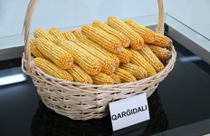 President Ilham Aliyev visits seed processing facility in Sabirabad Industrial District (PHOTO/VIDEO)
