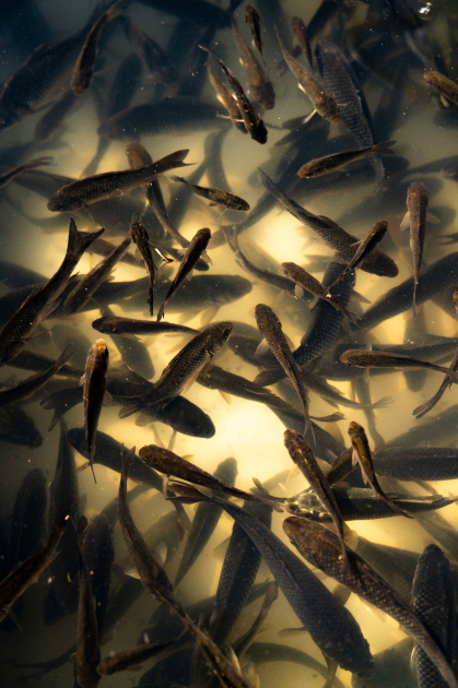 Leyla Aliyeva and Arzu Aliyeva attend inauguration of Akhar-Bakhar National Park in Gakh district (PHOTO)