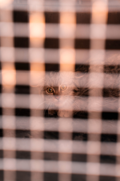 Leyla Aliyeva and Arzu Aliyeva attend inauguration of Akhar-Bakhar National Park in Gakh district (PHOTO)