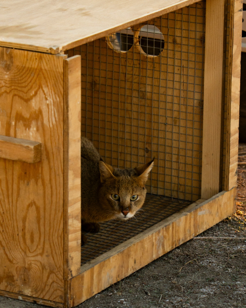 Leyla Aliyeva and Arzu Aliyeva attend inauguration of Akhar-Bakhar National Park in Gakh district (PHOTO)