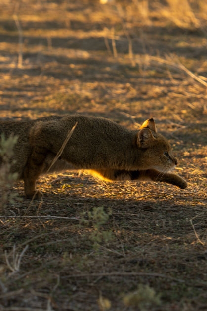 Leyla Aliyeva and Arzu Aliyeva attend inauguration of Akhar-Bakhar National Park in Gakh district (PHOTO)