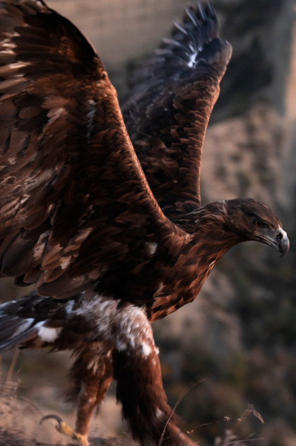 Leyla Aliyeva and Arzu Aliyeva attend inauguration of Akhar-Bakhar National Park in Gakh district (PHOTO)