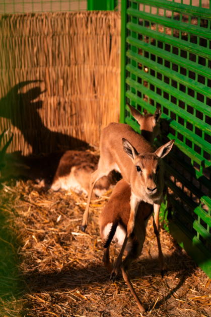 Leyla Aliyeva and Arzu Aliyeva attend inauguration of Akhar-Bakhar National Park in Gakh district (PHOTO)
