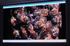 Leyla Aliyeva participates in presentation of "Hirkan" documentary (PHOTO)