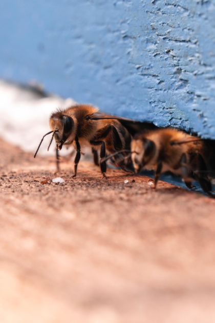 Heydar Aliyev Foundation VP Leyla Aliyeva visits participant of "Young Beekeeper" project in Gabala district (PHOTO)
