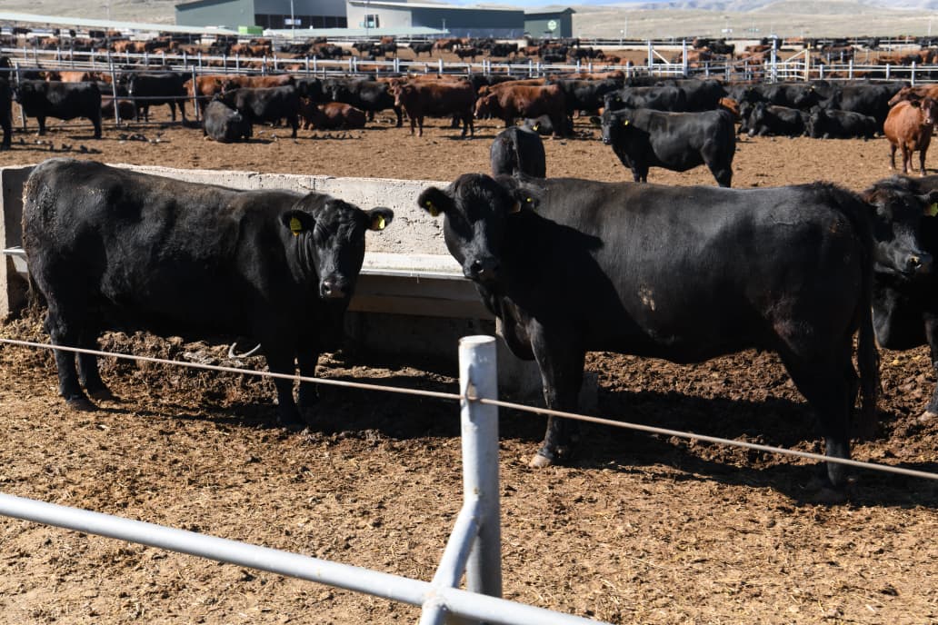 Ambassadors, heads of int'l entities view Azerbaijan's Hakari train station (PHOTO/VIDEO)