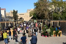 Olive Festival continues in Icherisheher (PHOTO)