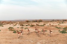 Heydar Aliyev Foundation VP Leyla Aliyeva joins environmental campaign in Mingachevir (PHOTO)