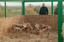 Heydar Aliyev Foundation VP Leyla Aliyeva joins environmental campaign in Mingachevir (PHOTO)