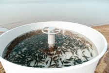 Heydar Aliyev Foundation VP Leyla Aliyeva joins environmental campaign in Mingachevir (PHOTO)