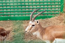 Heydar Aliyev Foundation VP Leyla Aliyeva joins environmental campaign in Mingachevir (PHOTO)