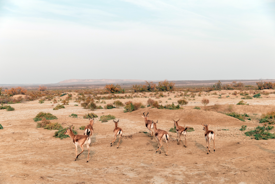 Heydar Aliyev Foundation VP Leyla Aliyeva joins environmental campaign in Mingachevir (PHOTO)