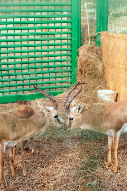 Heydar Aliyev Foundation VP Leyla Aliyeva joins environmental campaign in Mingachevir (PHOTO)