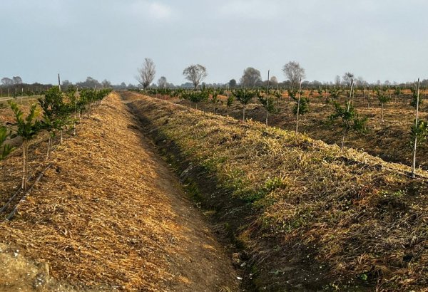 Azerbaijan records hike in its agricultural sector for 7M2026