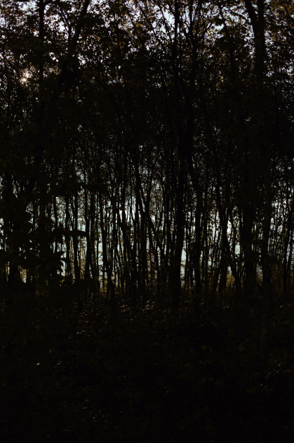 Leyla Aliyeva, Arzu Aliyeva, and Alena Aliyeva participate in ecological actions in Lankaran (PHOTO)