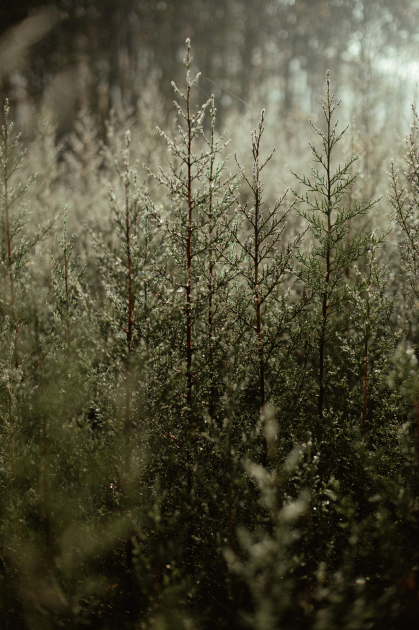 Leyla Aliyeva, Arzu Aliyeva, and Alena Aliyeva participate in ecological actions in Lankaran (PHOTO)