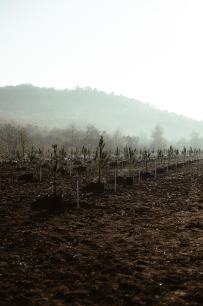 Leyla Aliyeva, Arzu Aliyeva, and Alena Aliyeva participate in ecological actions in Lankaran (PHOTO)
