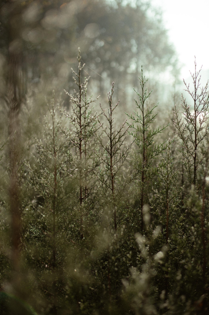 Leyla Aliyeva, Arzu Aliyeva, and Alena Aliyeva participate in ecological actions in Lankaran (PHOTO)