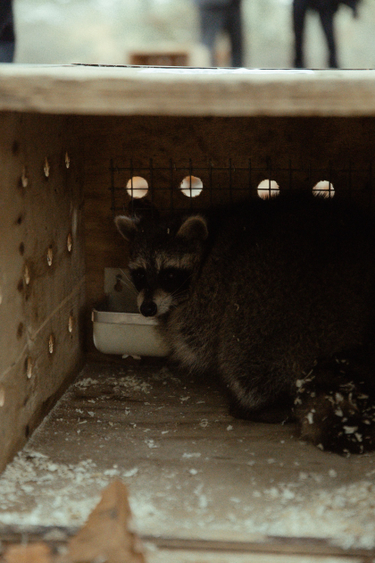 Leyla Aliyeva, Arzu Aliyeva, and Alena Aliyeva participate in ecological actions in Lankaran (PHOTO)