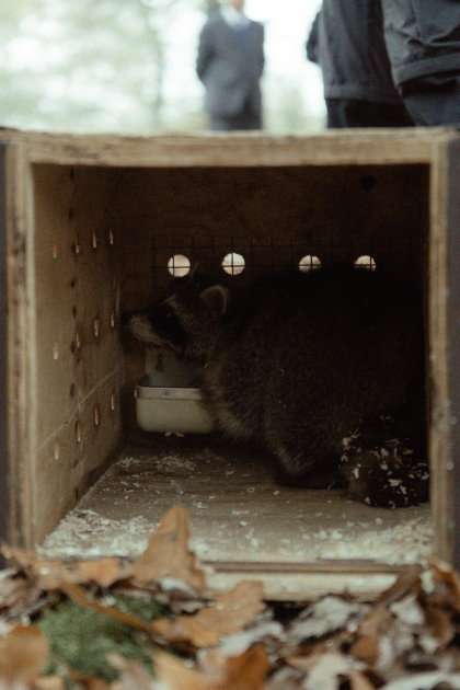 Leyla Aliyeva, Arzu Aliyeva, and Alena Aliyeva participate in ecological actions in Lankaran (PHOTO)