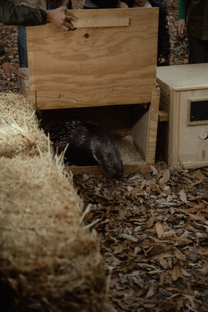 Leyla Aliyeva, Arzu Aliyeva, and Alena Aliyeva participate in ecological actions in Lankaran (PHOTO)