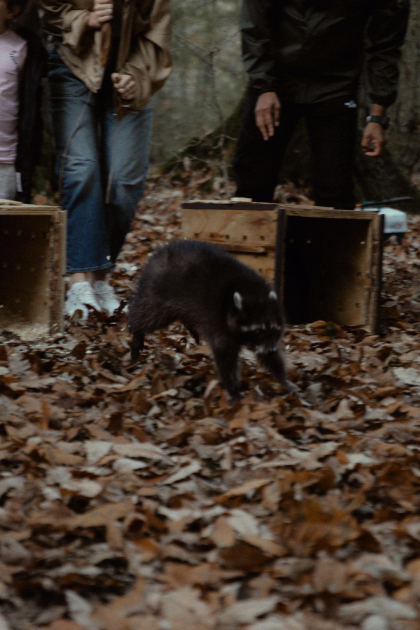 Leyla Aliyeva, Arzu Aliyeva, and Alena Aliyeva participate in ecological actions in Lankaran (PHOTO)