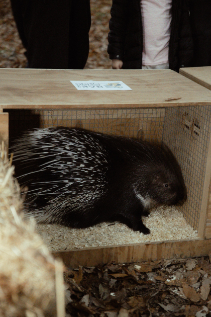 Leyla Aliyeva, Arzu Aliyeva, and Alena Aliyeva participate in ecological actions in Lankaran (PHOTO)