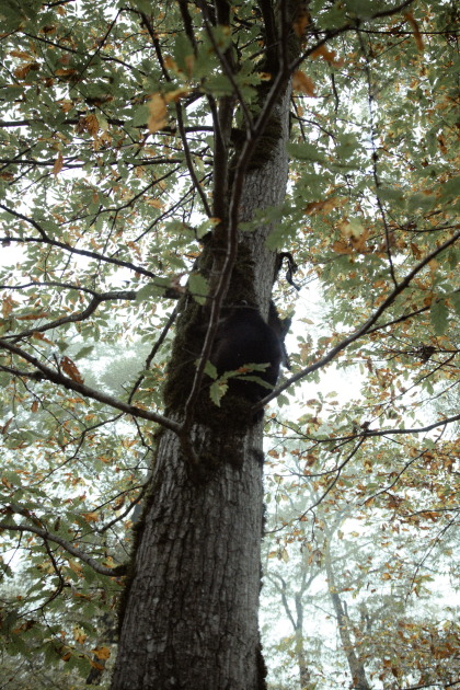 Leyla Aliyeva, Arzu Aliyeva, and Alena Aliyeva participate in ecological actions in Lankaran (PHOTO)