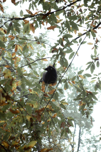 Leyla Aliyeva, Arzu Aliyeva, and Alena Aliyeva participate in ecological actions in Lankaran (PHOTO)