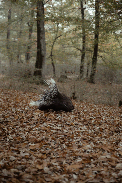 Leyla Aliyeva, Arzu Aliyeva, and Alena Aliyeva participate in ecological actions in Lankaran (PHOTO)