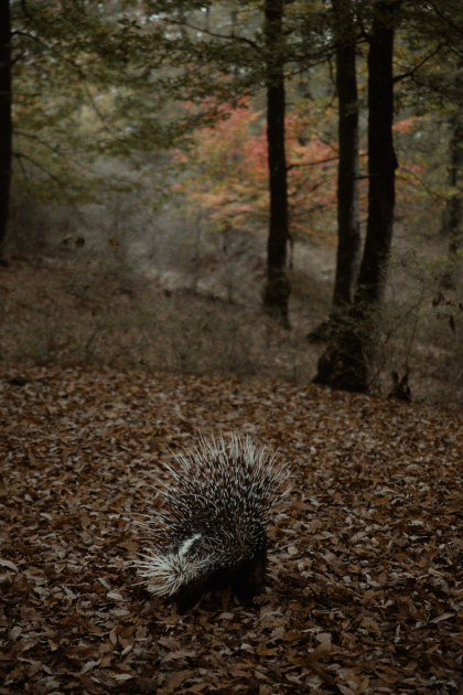 Leyla Aliyeva, Arzu Aliyeva, and Alena Aliyeva participate in ecological actions in Lankaran (PHOTO)
