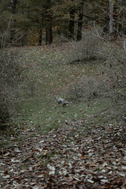 Leyla Aliyeva, Arzu Aliyeva, and Alena Aliyeva participate in ecological actions in Lankaran (PHOTO)