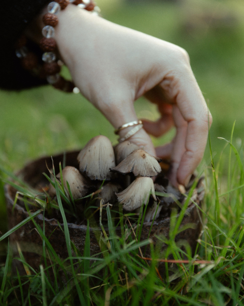 Leyla Aliyeva, Arzu Aliyeva, and Alena Aliyeva visit farming enterprise in Lankaran (PHOTO)