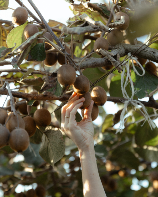 Leyla Aliyeva, Arzu Aliyeva, and Alena Aliyeva visit farming enterprise in Lankaran (PHOTO)