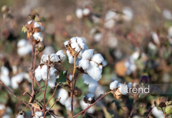 Azerbaijan updates latest cotton harvest figures for sown areas