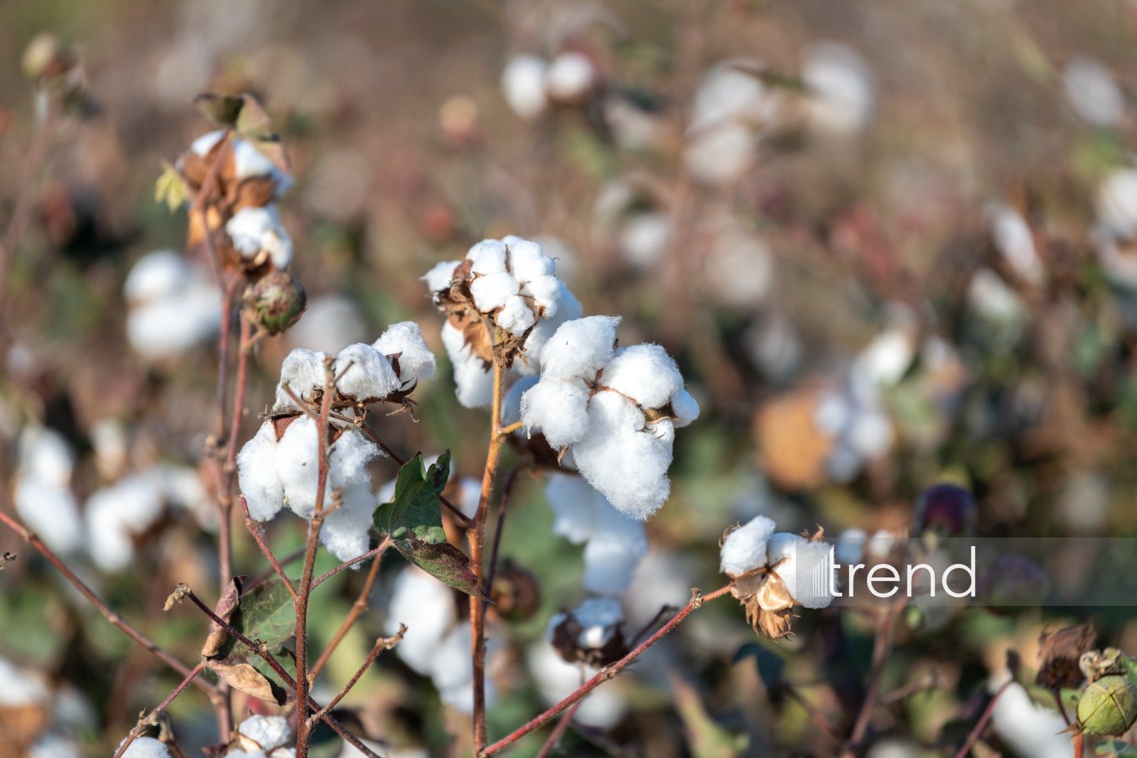 Azerbaijan updates latest cotton harvest figures for sown areas
