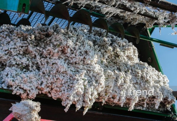 Azerbaijan's cotton exports and imports gain traction for 3M2026