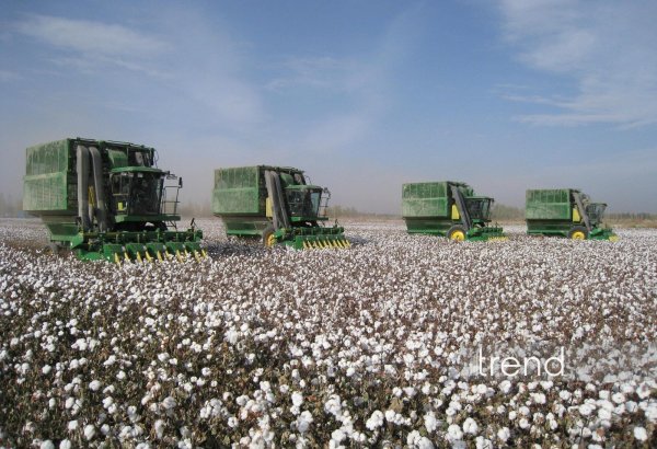 Azerbaijan records all-time high average cotton yield over decades